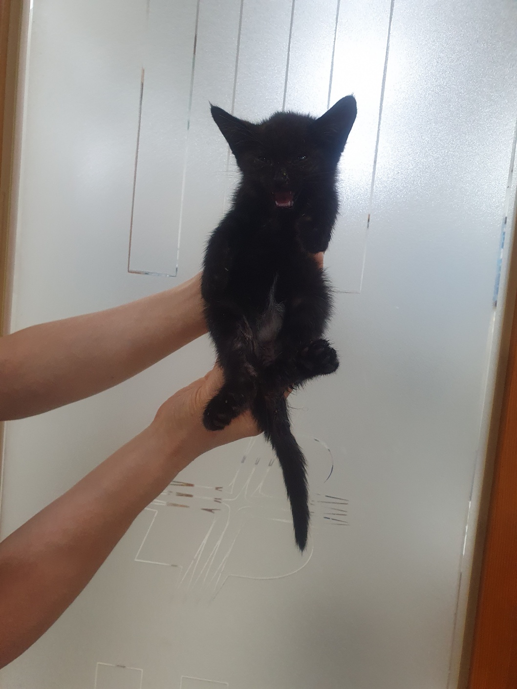 보호중 한국 고양이…